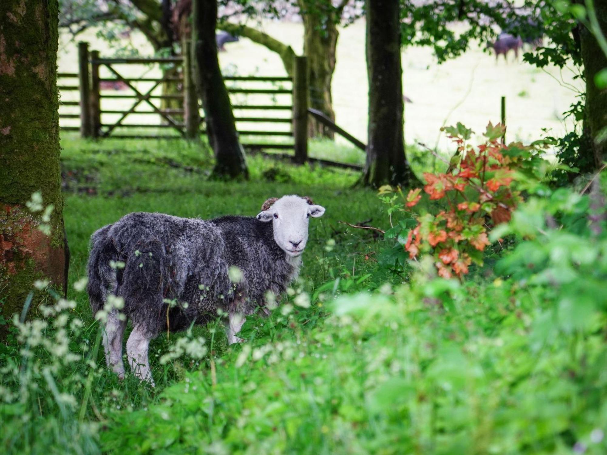 Yha Eskdale Hostel ภายนอก รูปภาพ